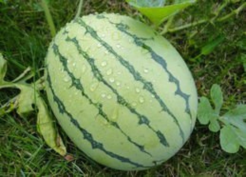西瓜8424西瓜美都，甜王大量上市产地直发