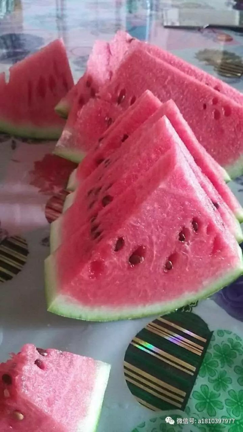 西瓜8424西瓜美都，甜王大量上市产地直发