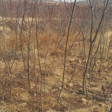 宁夏桃树苗山桃苗苗圃直供支持视频看货提供技术指导