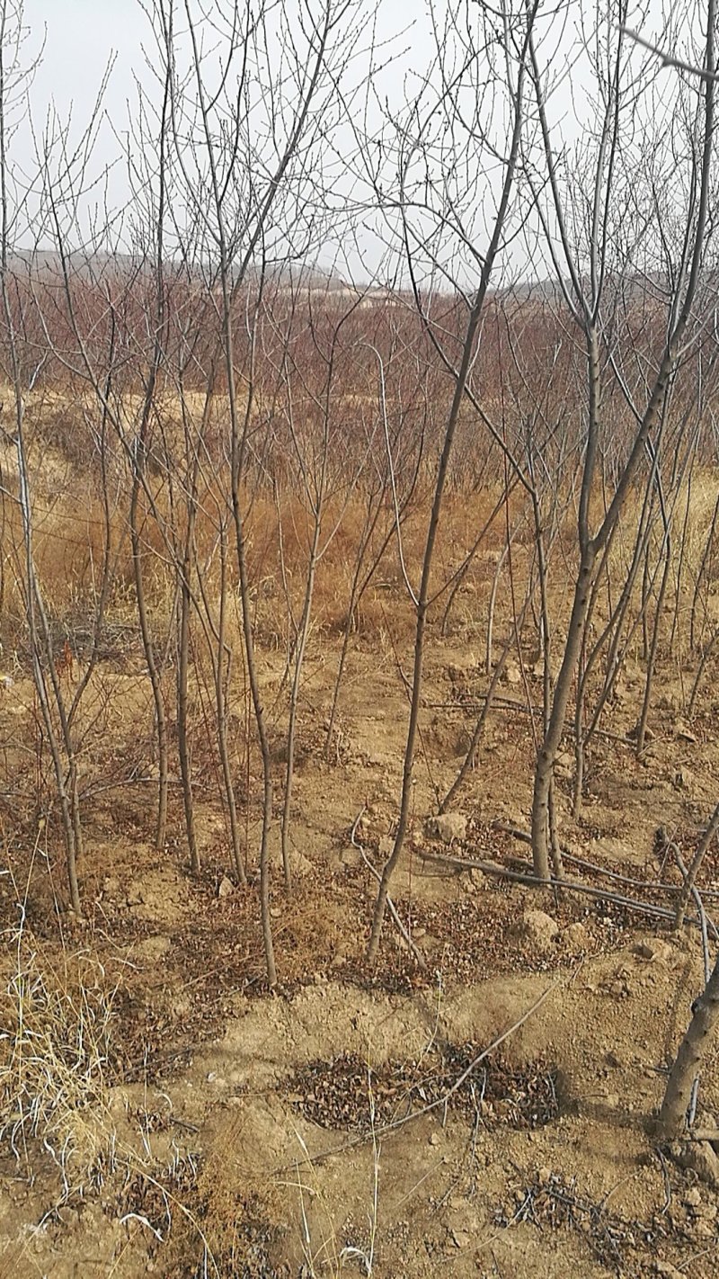 宁夏桃树苗山桃苗苗圃直供支持视频看货提供技术指导