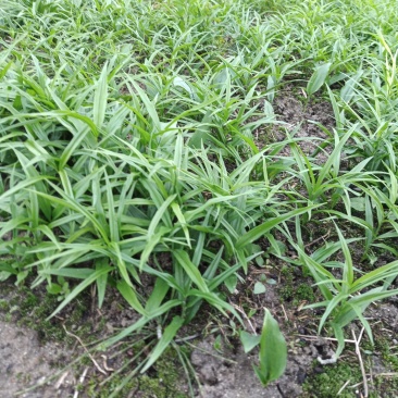 【精品2年苗】黄精苗湖南黄精苗，自家苗圃各类年限供应