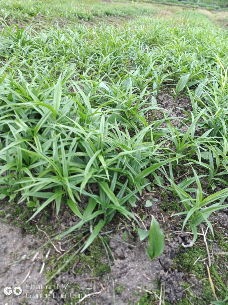 【精品2年苗】黄精苗湖南黄精苗，自家苗圃各类年限供应