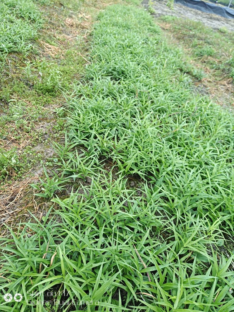 【精品2年苗】黄精苗湖南黄精苗，自家苗圃各类年限供应