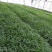 优质白芨苗基地直发品质好价格优欢迎来电咨询优惠