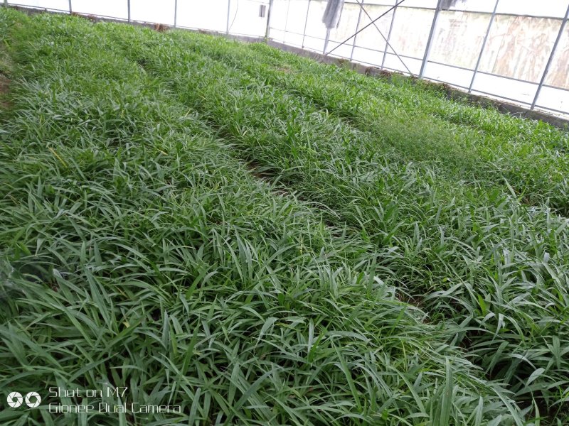 优质白芨苗基地直发品质好价格优欢迎来电咨询优惠