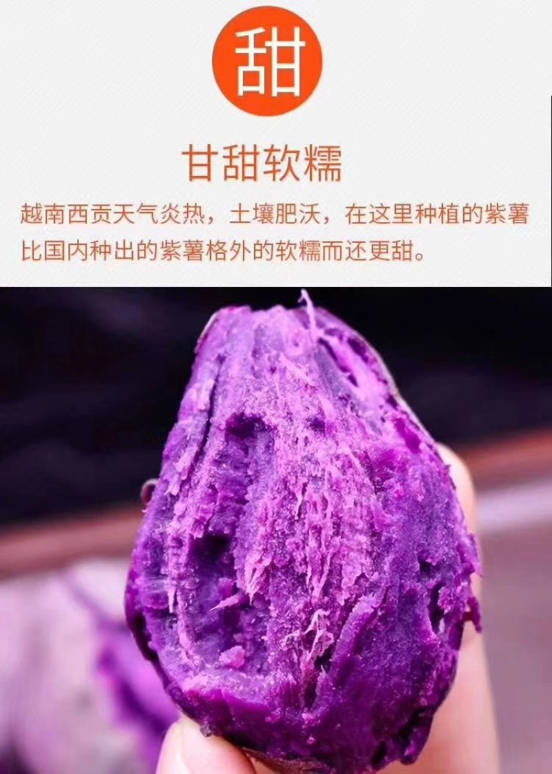 越南迷你小紫薯