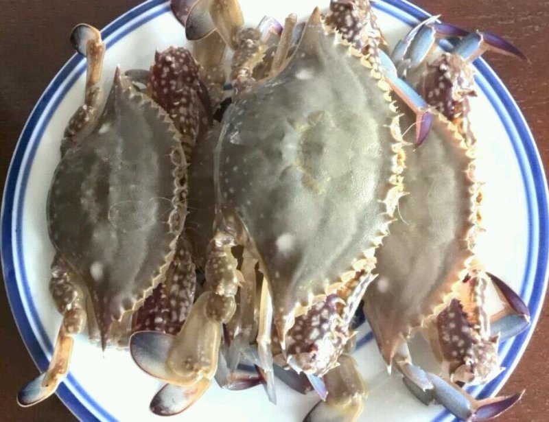 梭子蟹