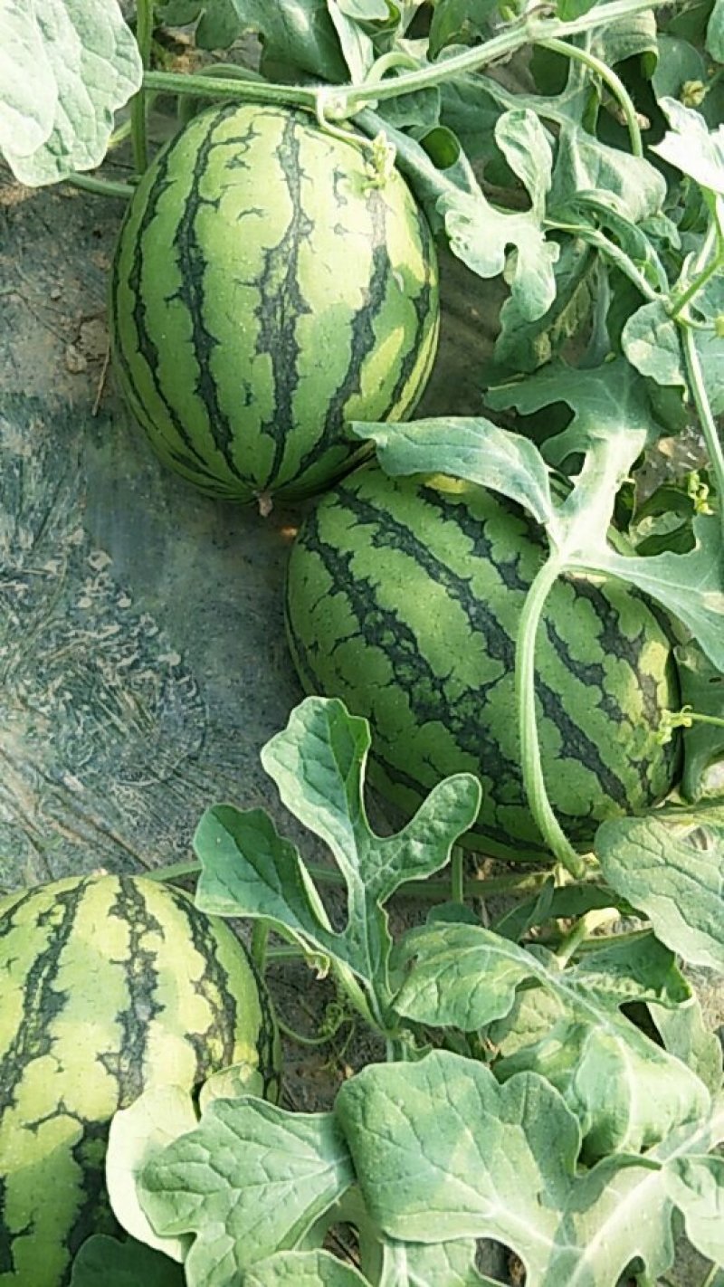 安徽西瓜早春红玉，西瓜，基地直供，货源充足，质量保证。