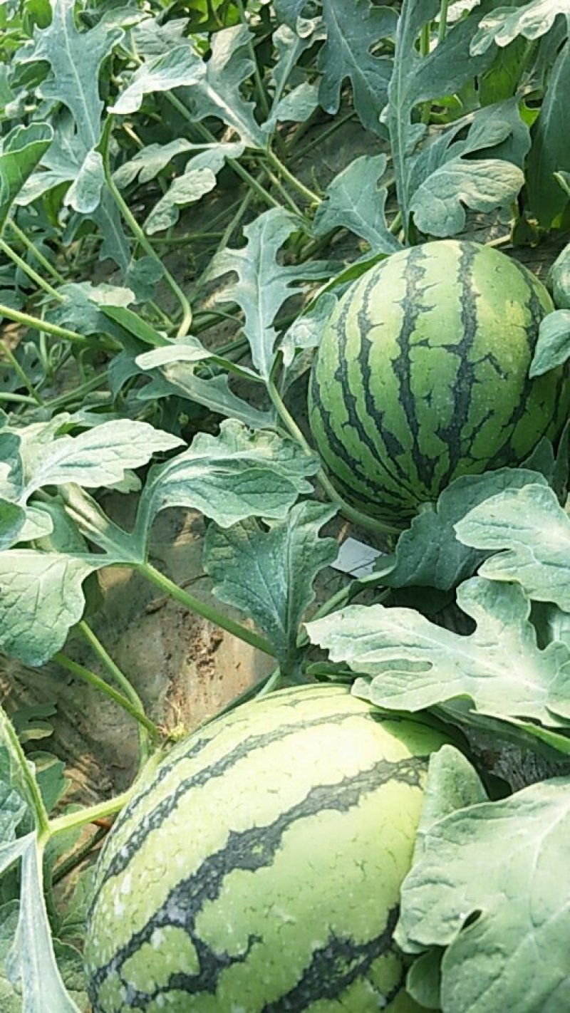 安徽西瓜早春红玉，西瓜，基地直供，货源充足，质量保证。