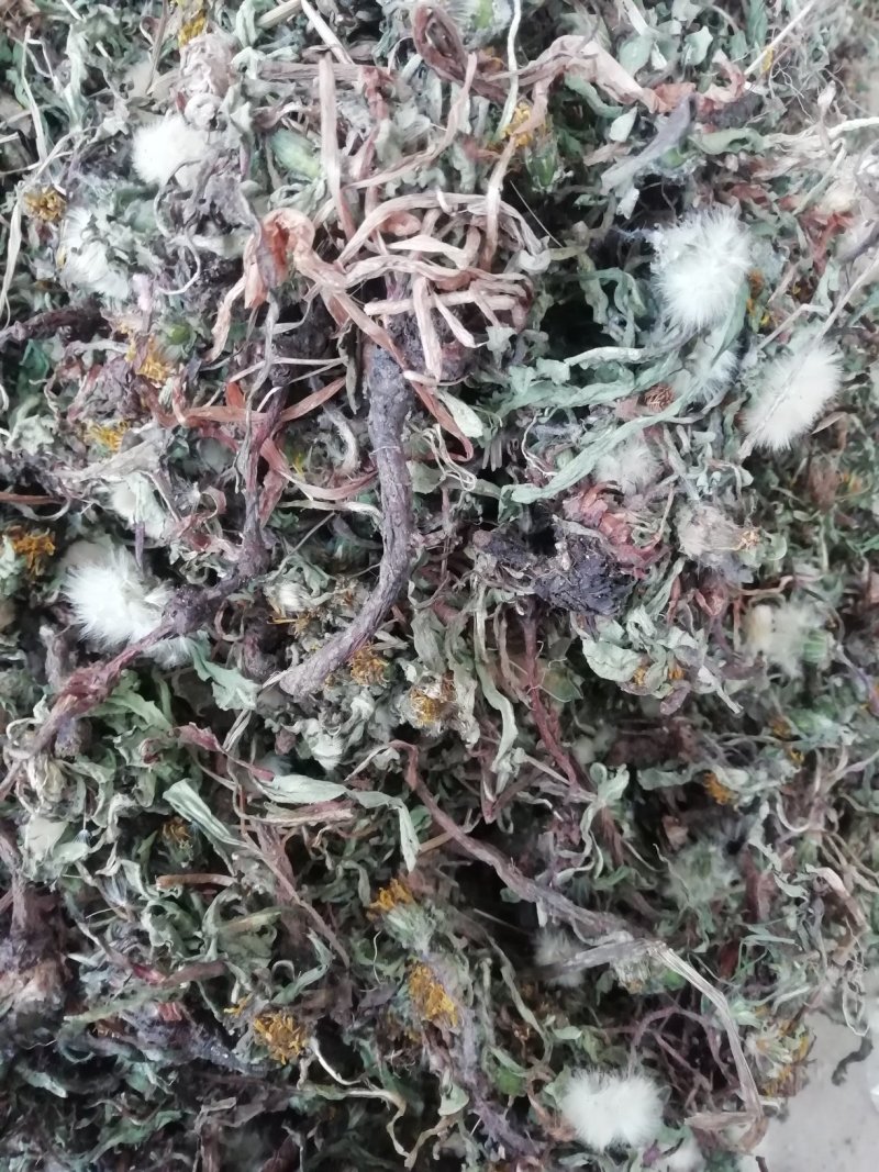山东野生蒲公英常年大量供应山东道地各种中药材