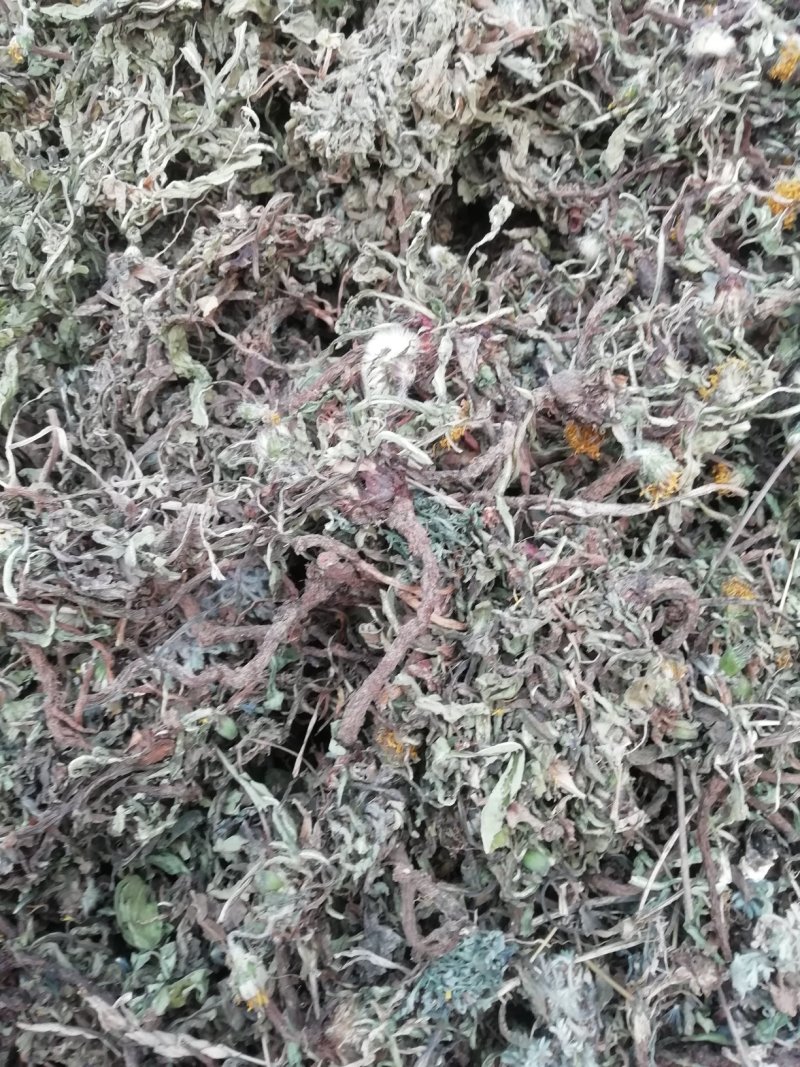 山东野生蒲公英常年大量供应山东道地各种中药材