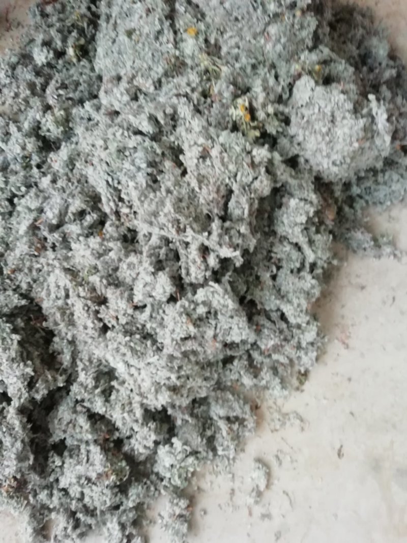 茵陈常年大量供应山东道地各种中药材