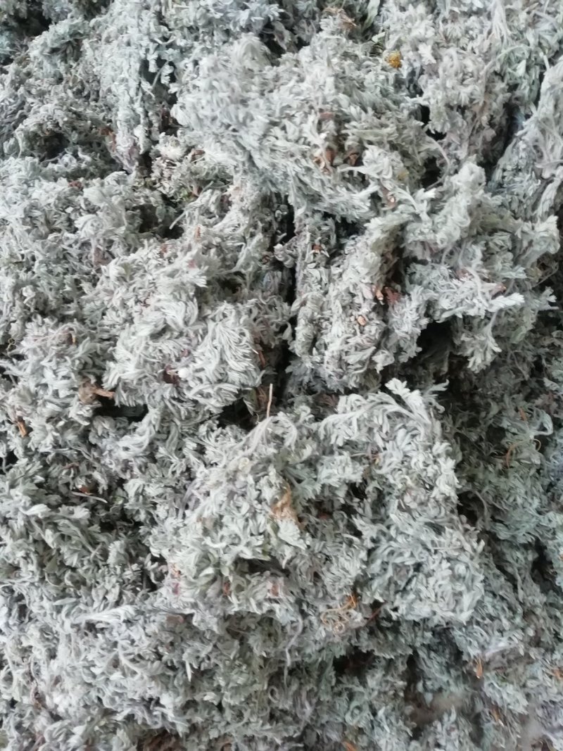茵陈常年大量供应山东道地各种中药材
