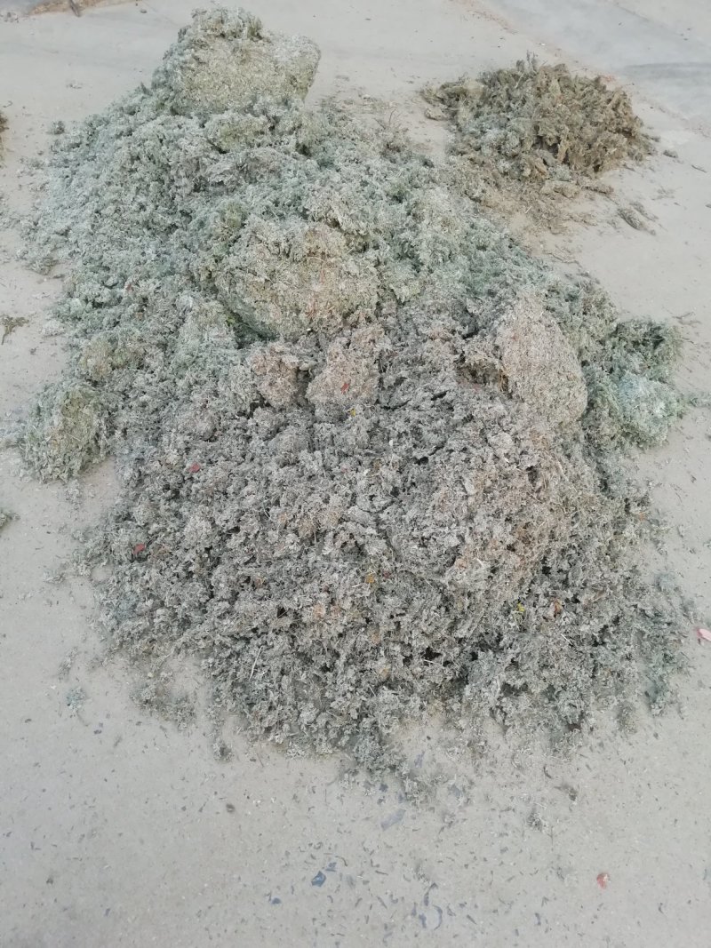 茵陈常年大量供应山东道地各种中药材