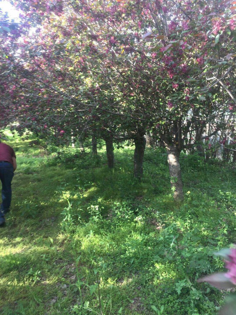 【苗圃直供】8公分10公分12公分西府绚丽海棠可视频验