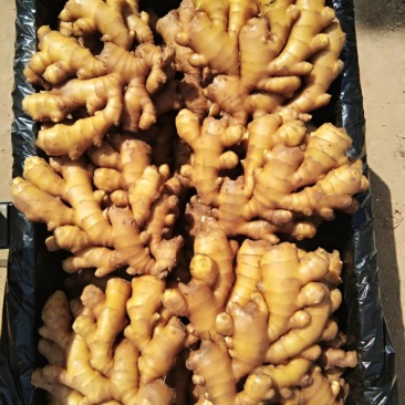 生姜