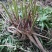 精品芍药芽头5到40个芽头