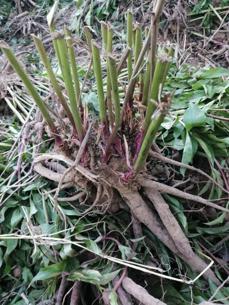 精品芍药芽头5到40个芽头