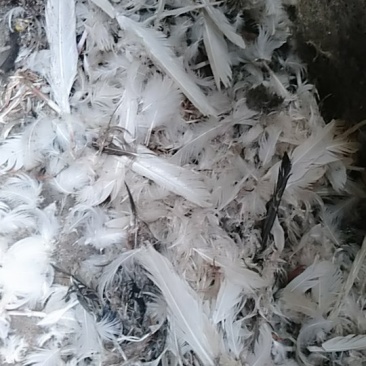 鸭毛，免皮
