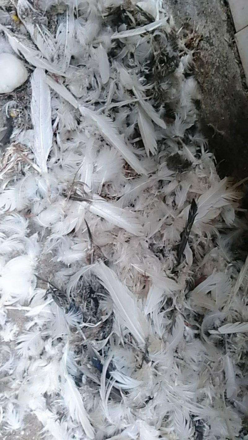 鸭毛，免皮