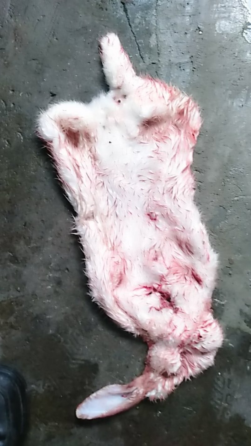 鸭毛，免皮