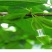 野生杜仲茶