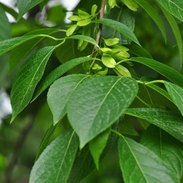 野生杜仲茶