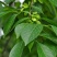 野生杜仲茶