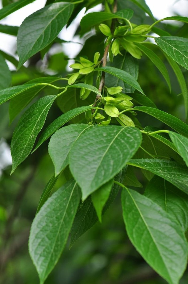 野生杜仲茶