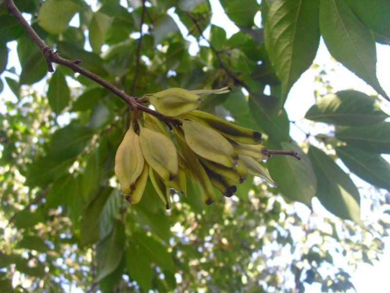 野生杜仲茶