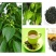 野生杜仲茶