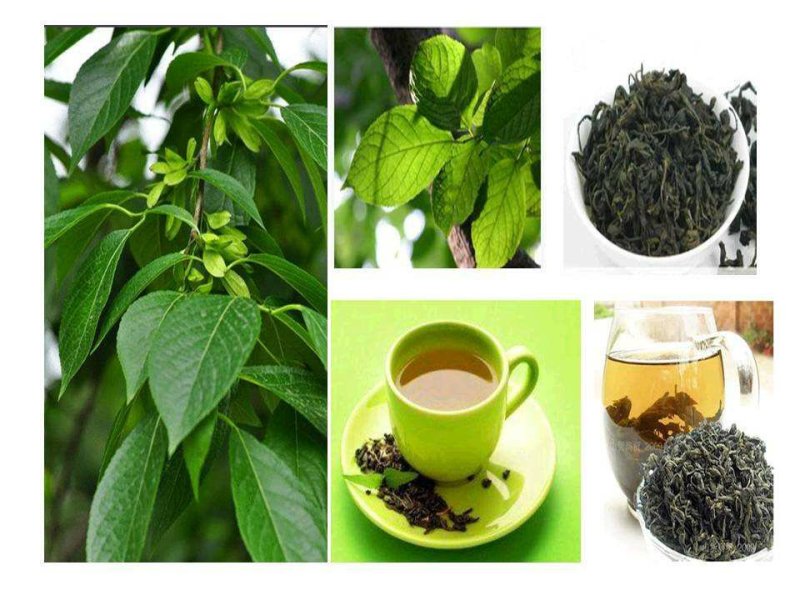 野生杜仲茶