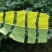 野生杜仲茶
