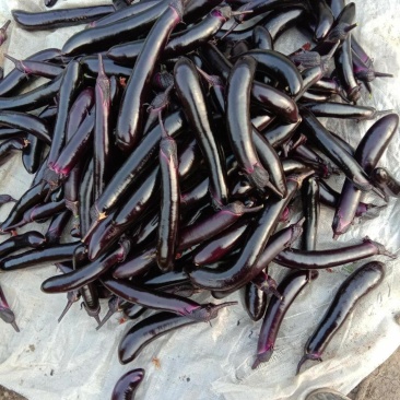 茄子