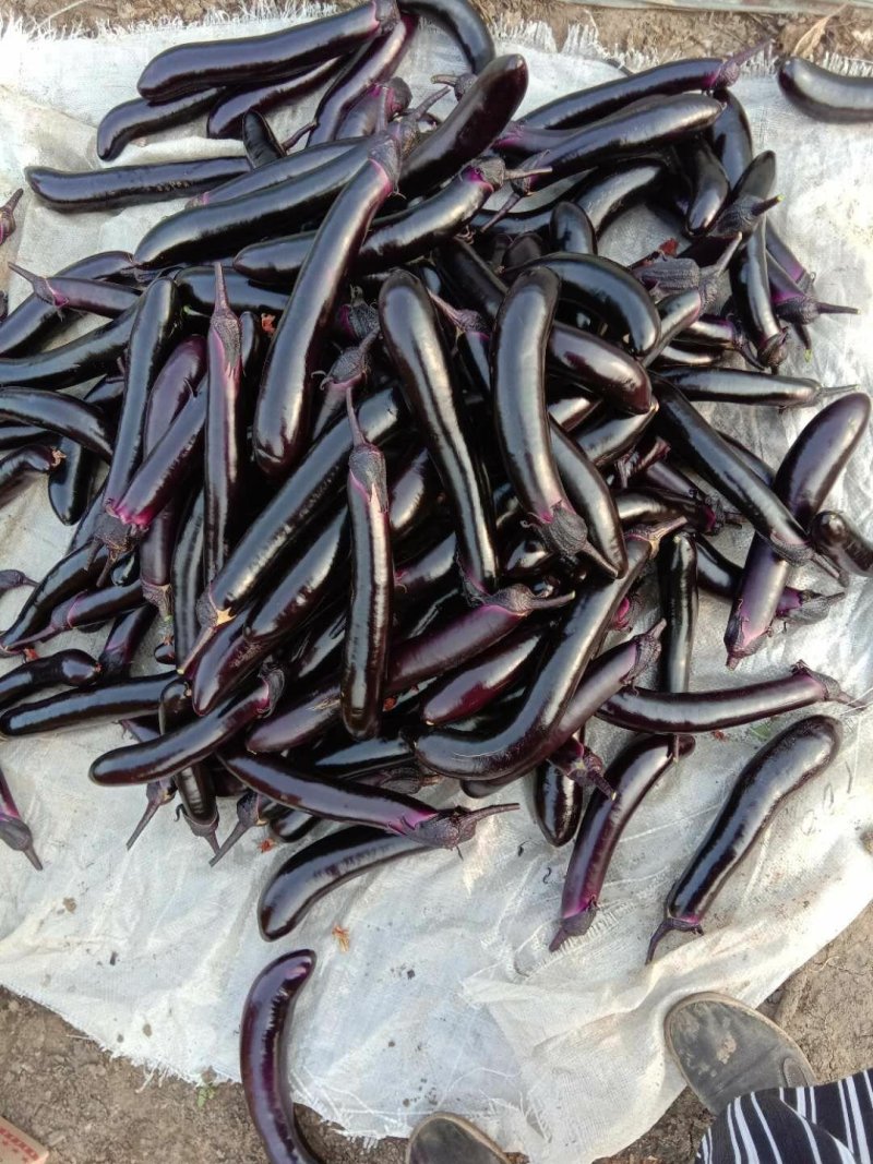 茄子