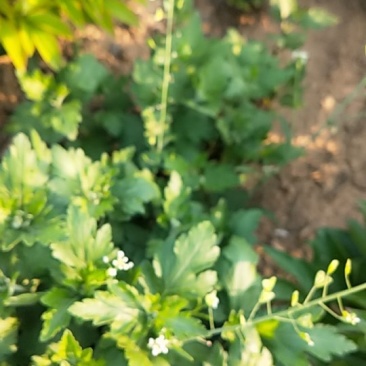 菊花苗
