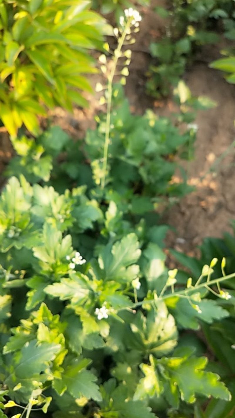 菊花苗