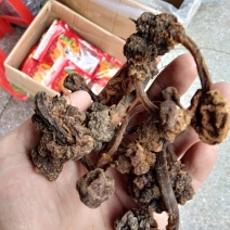 野生土苁蓉