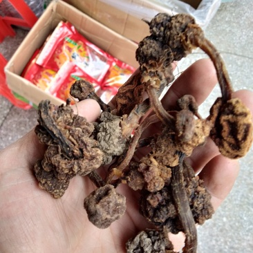 野生土苁蓉