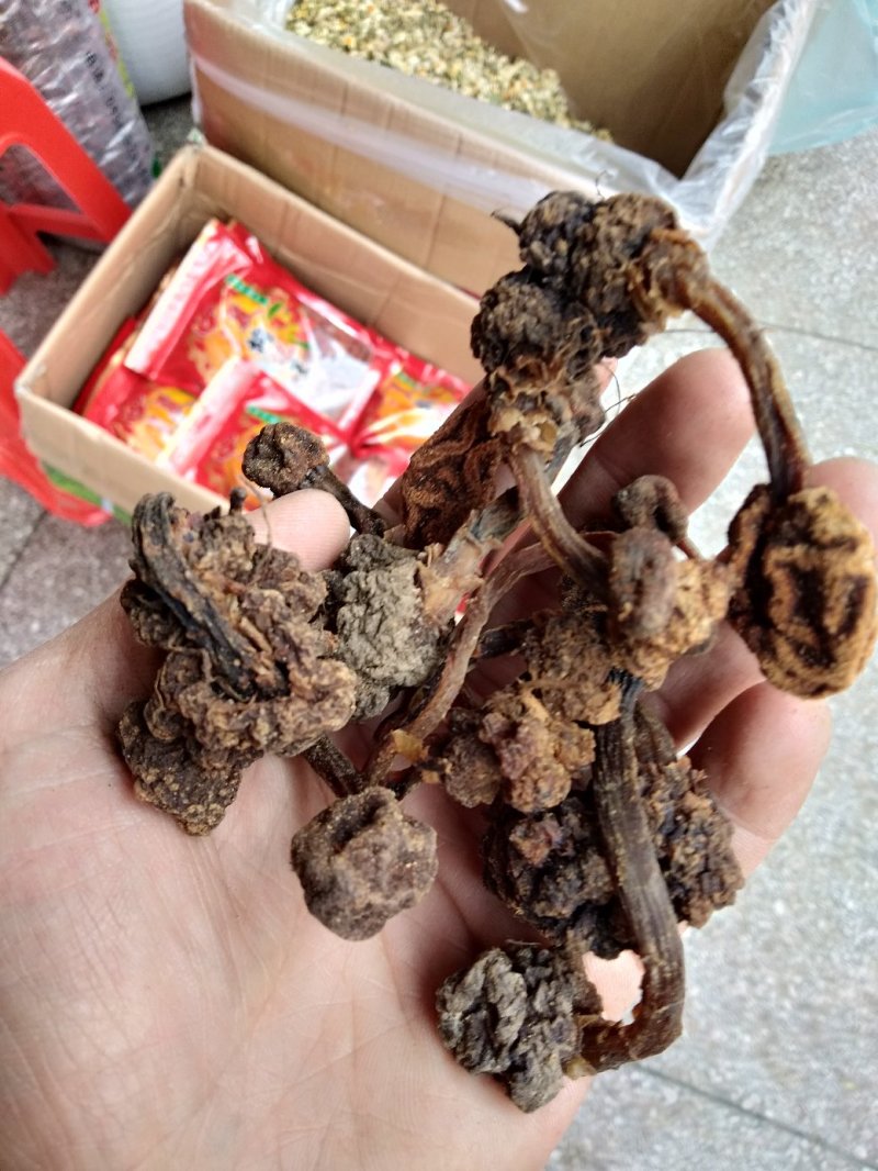 野生土苁蓉