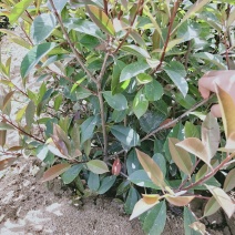 营养体红叶石楠杯苗高度30起步至6013✖️15