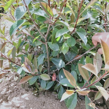 营养体红叶石楠杯苗高度30起步至6013✖️15