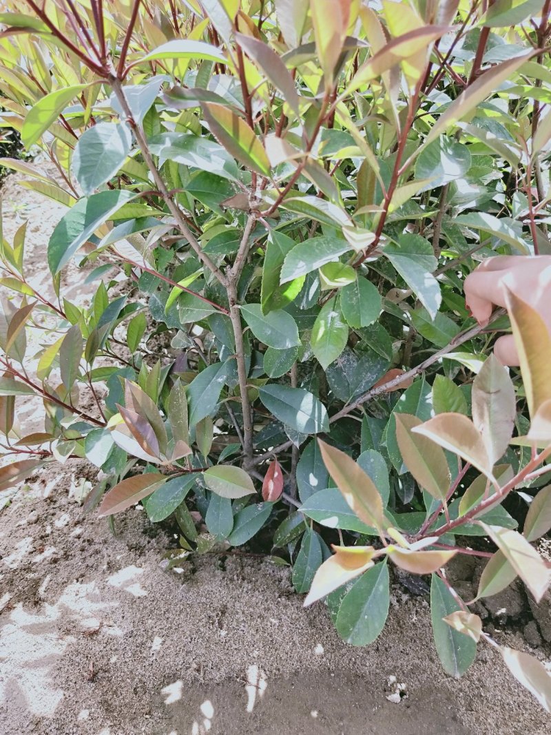 营养体红叶石楠杯苗高度30起步至6013✖️15