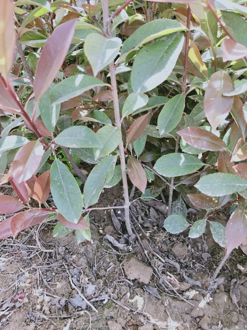 营养体红叶石楠杯苗高度30起步至6013✖️15