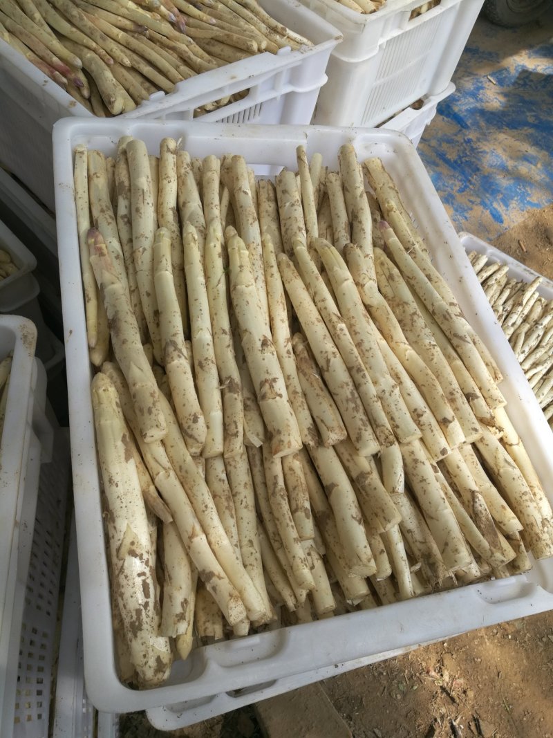 芦笋苗芦笋根绿白芦笋苗育苗基地直销死苗补发视频选一件代发