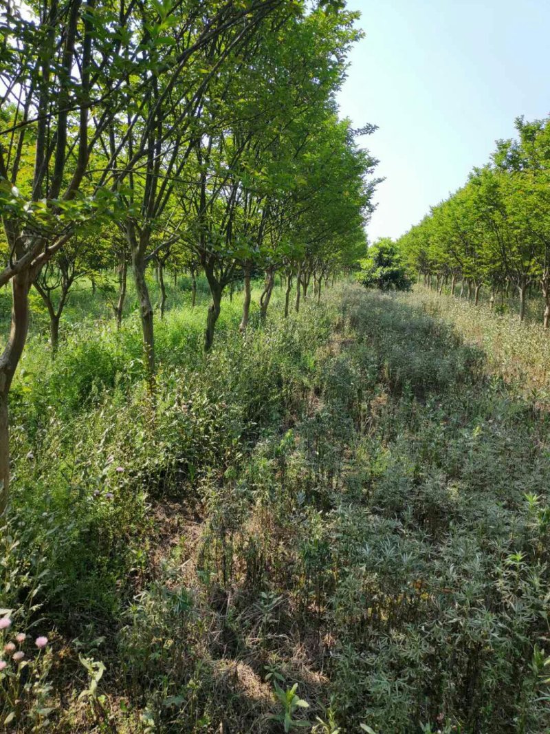 紫薇5一8公分，苗圃直供