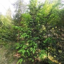 红豆杉苗6—8分