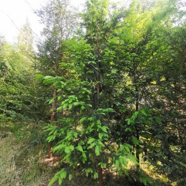 红豆杉苗6—8分