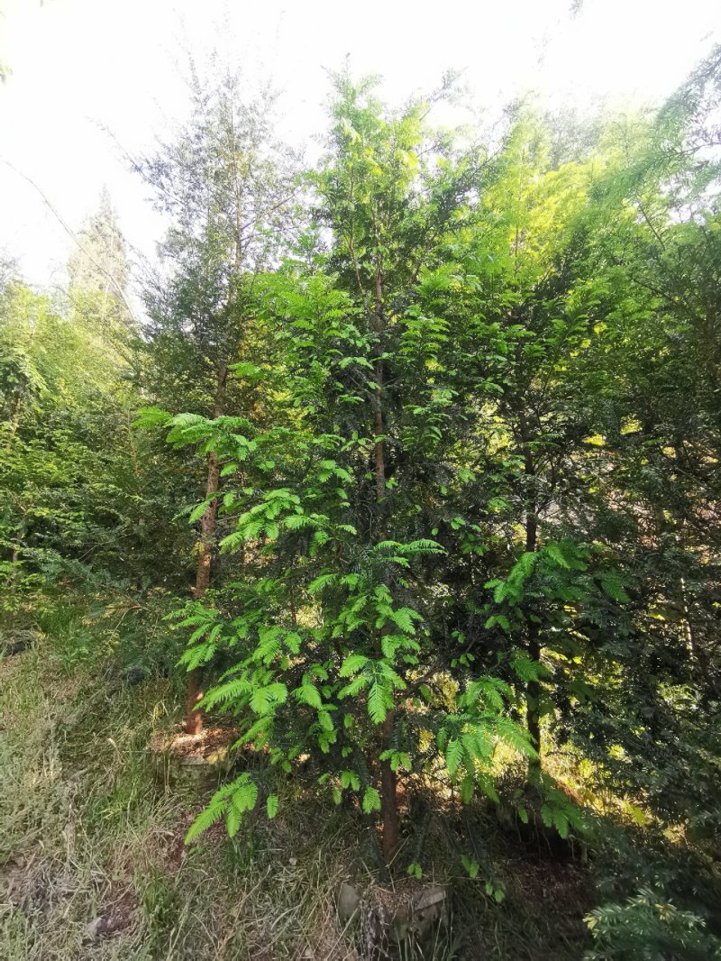 红豆杉苗6—8分
