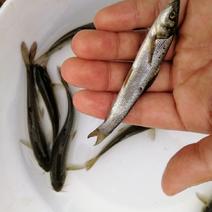 银鳕鱼苗大鳞鲃鱼苗生猛条形好效益佳淡水养殖